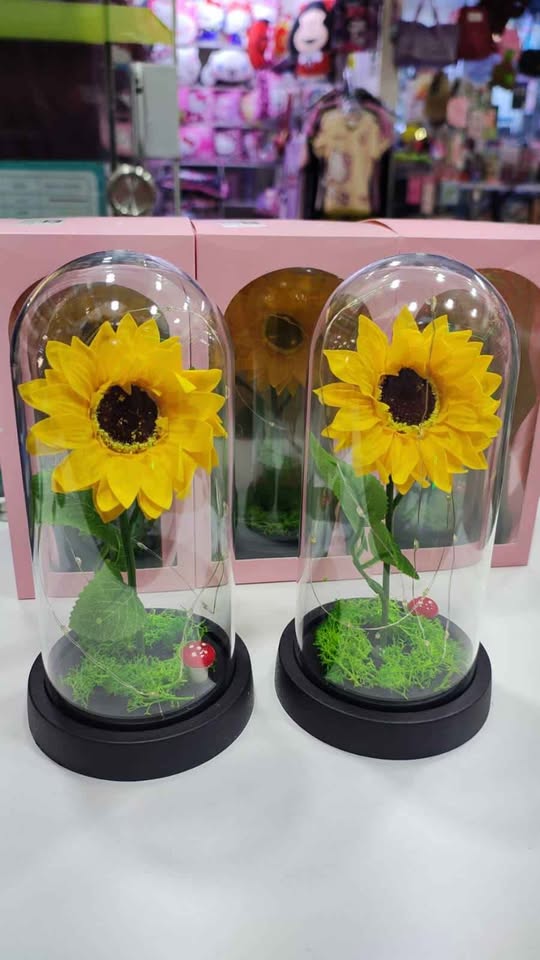 Nuevo Girasol Eterno en Cúpula