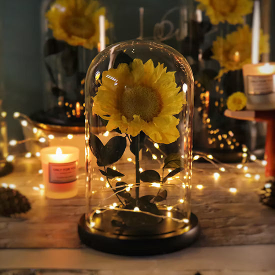 Nuevo Girasol Eterno en Cúpula