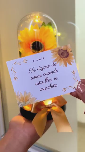 Nuevo Girasol Eterno en Cúpula